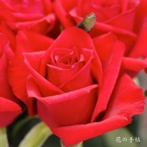 バラ　レッド スター｜花の手帖のバラ図鑑