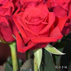 バラ　レッド スター｜花の手帖のバラ図鑑