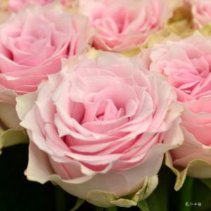 バラ　リメンブランス（Remembrance）｜花の手帖のバラ図鑑