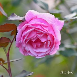 バラ　レミ チャン｜花の手帖のバラ図鑑