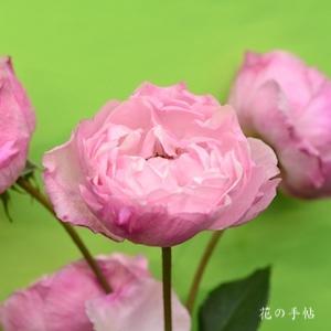 バラ　レミ チャン｜花の手帖のバラ図鑑