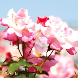 バラ　リン（凛）｜花の手帖のバラ図鑑