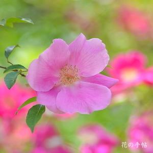 バラ　ロサ レビガータ ピンク（Rosa laevigata pink）｜花の手帖のバラ図鑑