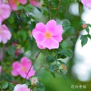 バラ　ロサ レビガータ ピンク（Rosa laevigata pink）｜花の手帖のバラ図鑑