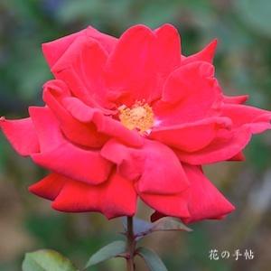 バラ　ロブ ロイ｜花の手帖のバラ図鑑