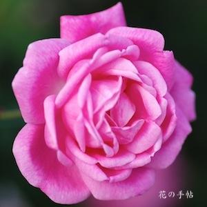 バラ　エルモーサ（Rosa Chinensis Hermosa）｜花の手帖のバラ図鑑