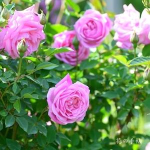 バラ　エルモーサ（Rosa Chinensis Hermosa）｜花の手帖のバラ図鑑