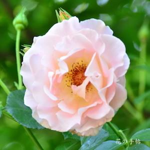 バラ　ロココ（Rokoko）｜花の手帖のバラ図鑑