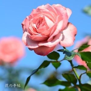 バラ　ロマン（浪漫）｜花の手帖のバラ図鑑