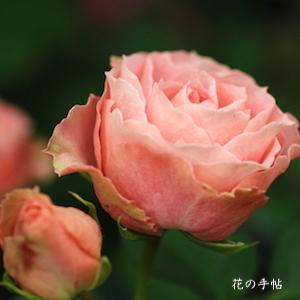 バラ　ロマンチック レース（Romantic Lace）｜花の手帖のバラ図鑑