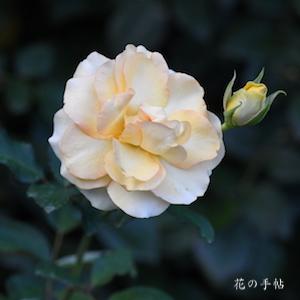 バラ　ロマンティックメモリーズ｜花の手帖のバラ図鑑