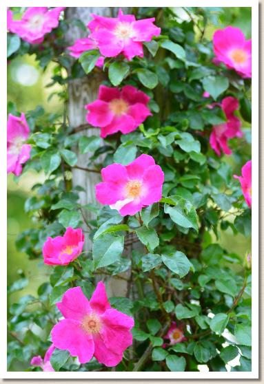 バラ　ロサ レビガータ レッド（Rosa laevigata red）｜花の手帖のバラ図鑑