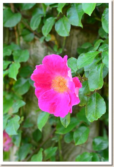バラ　ロサ レビガータ レッド（Rosa laevigata red）｜花の手帖のバラ図鑑