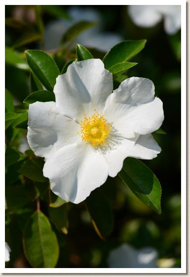 バラ　ロサ レビガータ ssp（Rosa laevigata spp）｜花の手帖のバラ図鑑