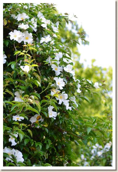 バラ　ロサ レビガータ ssp（Rosa laevigata spp）｜花の手帖のバラ図鑑