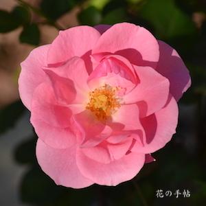バラ　ローザムンデ（Rosamunde）｜花の手帖のバラ図鑑