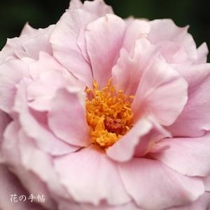 バラ　ローズ アメジスタ（Rose Amethysta）｜花の手帖のバラ図鑑
