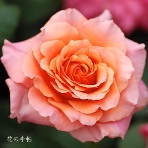 バラ　ローズ コロナ（Rose Corona）｜花の手帖のバラ図鑑