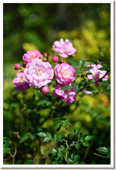 バラ　ロゼダンジェ（Rose d'Ange）｜花の手帖のバラ図鑑