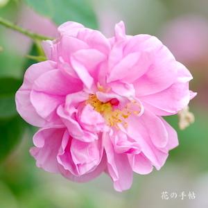 バラ　ローズ ドゥ メイ｜花の手帖のバラ図鑑
