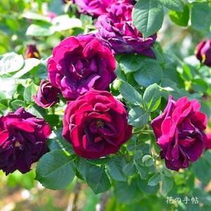 バラ　ローズドゥロワ（Rose de Roi）｜花の手帖のバラ図鑑