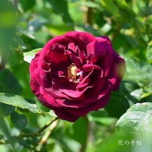 バラ　ローズ ドゥ ロワ ア フルール プルプレ（Rose du Roi a Fleurs Pourpres）｜花の手帖のバラ図鑑