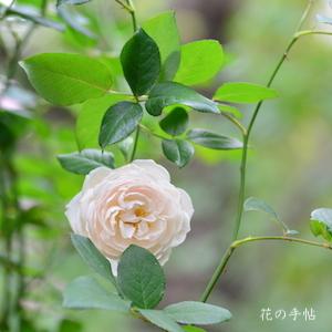 バラ　ローズマリー（Rose Marie）｜花の手帖のバラ図鑑
