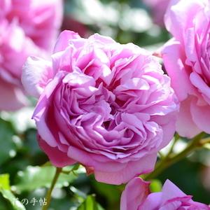 バラ ローズポンパドール Rose Rose Pompadour シュラブ 00品種以上の薔薇 を作出者 交配親などのデータと美しい写真で紹介する花の手帖のwebバラ図鑑