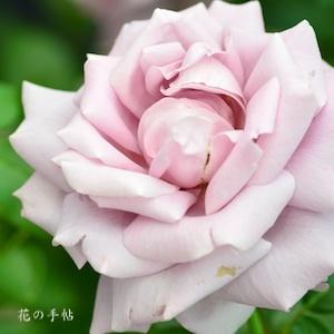 バラ　ローズシネルジック｜花の手帖のバラ図鑑