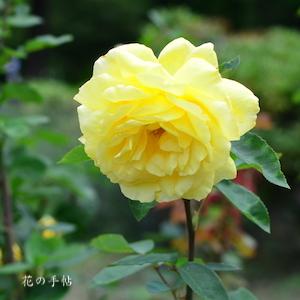 バラ　ローズ ヨコハマ｜花の手帖のバラ図鑑