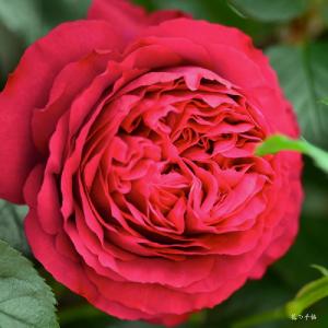 バラ　ルージュピエールドゥロンサール（Rouge Pierre de Ronsard）｜花の手帖のバラ図鑑