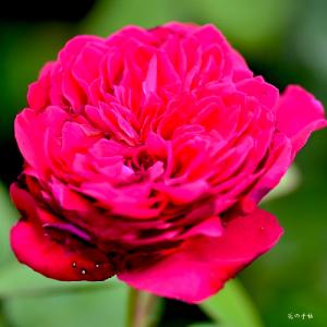 バラ　ルージュロワイヤル（Rouge Royale）｜花の手帖のバラ図鑑