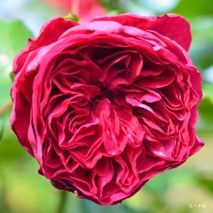 バラ　ルージュロワイヤル（Rouge Royale）｜花の手帖のバラ図鑑