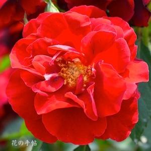 バラ　ルビー セレブレーション（Ruby Celebration）｜花の手帖のバラ図鑑