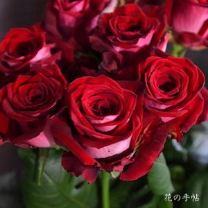 バラ　ルビーレッド｜花の手帖のバラ図鑑