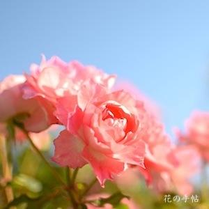 バラ　るる（Ruru）｜花の手帖のバラ図鑑