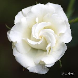 バラ　リョッコウ（緑光）｜花の手帖のバラ図鑑