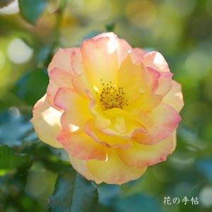 バラ　サハラ９８（ROSE　Sahara'98）｜花の手帖のバラ図鑑