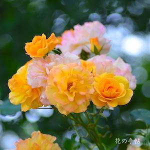 バラ　サハラ９８（ROSE　Sahara'98）｜花の手帖のバラ図鑑