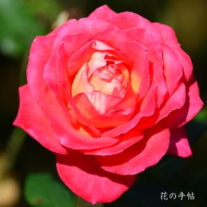 バラ　サイウン（彩雲）｜花の手帖のバラ図鑑
