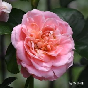 バラ　サクラゴロモ｜花の手帖のバラ図鑑