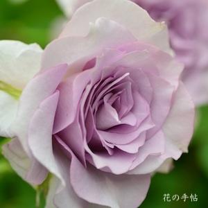 バラ　サロン｜花の手帖のバラ図鑑