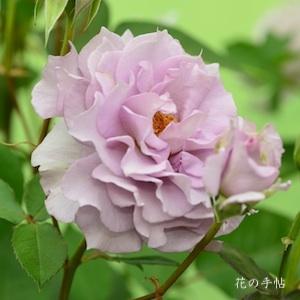 バラ　サロン｜花の手帖のバラ図鑑