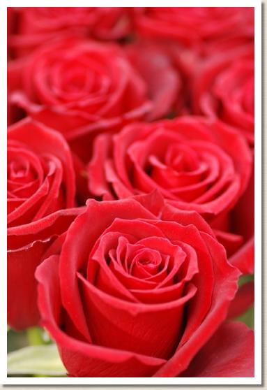 バラ サムライ08 Rose Samurai08 00品種以上の薔薇を作出者 交配親などのデータと美しい写真で紹介する花の手帖のwebバラ図鑑