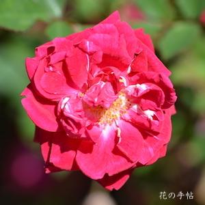 バラ　スカーレットチャイナ（Scarlet China）｜花の手帖のバラ図鑑