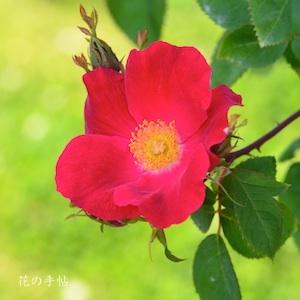 バラ　スカーレットファイヤー（Scarlet Fire）｜花の手帖のバラ図鑑