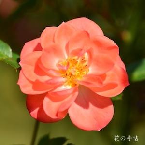 バラ　スカーレット ジェム（Scarlet Gem）｜花の手帖のバラ図鑑
