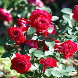 バラ　スカーレット オベーション（Scarlet Ovation）｜花の手帖のバラ図鑑