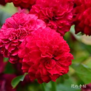 バラ　スカーレット オベーション（Scarlet Ovation）｜花の手帖のバラ図鑑