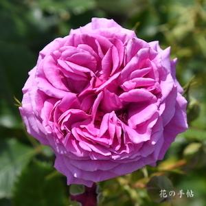 バラ　センテッドエアー｜花の手帖のバラ図鑑